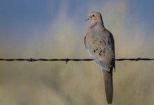 Mourning Dove On A Barbed-wire Fence At Dawn