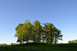 © lembrechtsjonas - Group of oak trees on a small hill in Swedish countryside