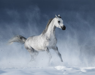  Grey arabian horse galloping during a snowstorm