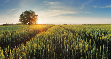Poster - Wheat field at sunset