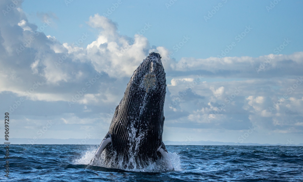 Jumping humpback whale over water. Madagascar. Waters of the island of St. Mary.	