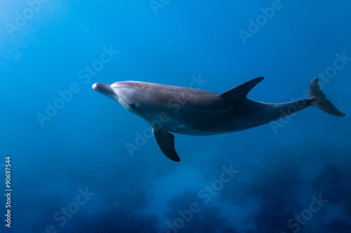 Naklejka samoprzylepna Delfin patrząc w górę