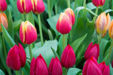 Fototapeta Tulipany - Fresh colorful tulips