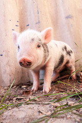 Close-up of a cute muddy piglet running around outdoors on the f