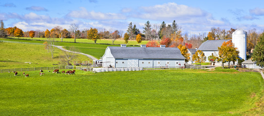 generic dairy farm