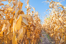 Maize Ear On Stalk In Corn Field
