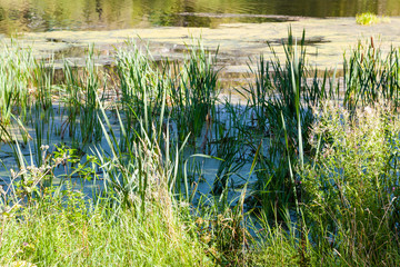 Canvas Print - Reed in pond overgrown with slime and duckweed