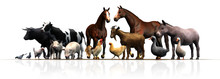 Farm Animals - Separated On White Background