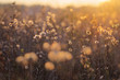 Autumn meadow plants during sunset