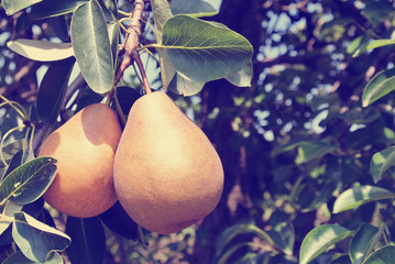 Two ripe yellow juicy pears on the tree in an orchard, on a sunny day. Image filtered in faded, washed out, retro, Instagram style; rural vintage concept. Organic farming.