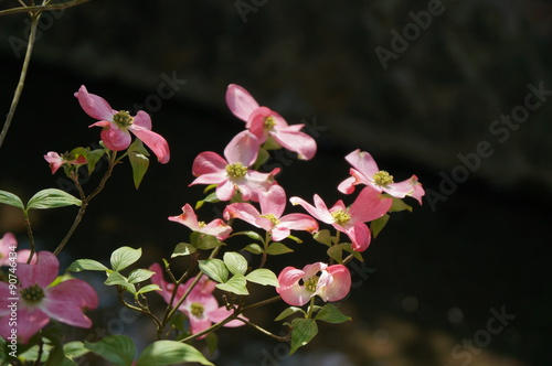ピンク色のハナミズキの花 Buy This Stock Photo And Explore Similar Images At Adobe Stock Adobe Stock