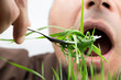 © okolaa - Man with fork eating wheatgrass, isolated on white.