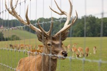 Deer Behind A Fence In A Park