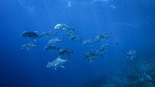 Wolf Pack (Trevally)