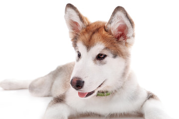 Wall Mural - Portrait of Malamute puppy isolated on white