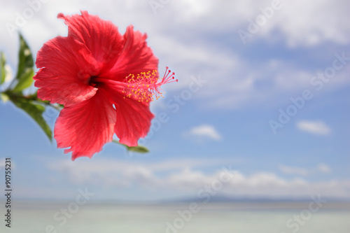 青空の海をバックに咲く南国のハイビスカス Buy This Stock Photo And Explore Similar Images At Adobe Stock Adobe Stock