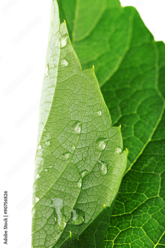 Fresh green leaf with drops on white background