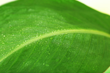 Canvas Print - Fresh green leaf with drops, close up