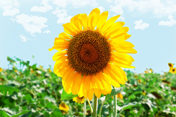 Canvas Print - Beautiful sunflower growing in field