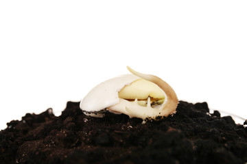 Sticker - Germinating seed in soil isolated on white