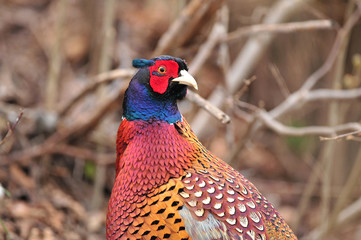 Wall Mural - Wild pheasant