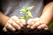 Closeup hand planting young tree in soil,save world concept