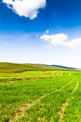 Wall Mural - green field.