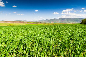 Wall Mural - green field.