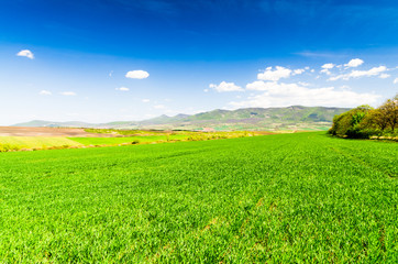 Wall Mural - green field.