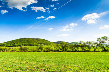 Wall Mural - green field.