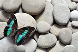 Fototapeta Desenie - Butterfly and stones