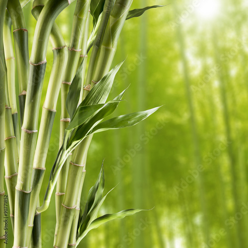 Naklejka dekoracyjna Fresh Bamboo