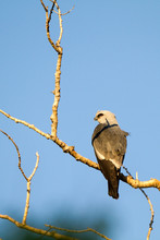 Mississippi Kite In Palo Duro Canyon State Park In The Texas Panhandle