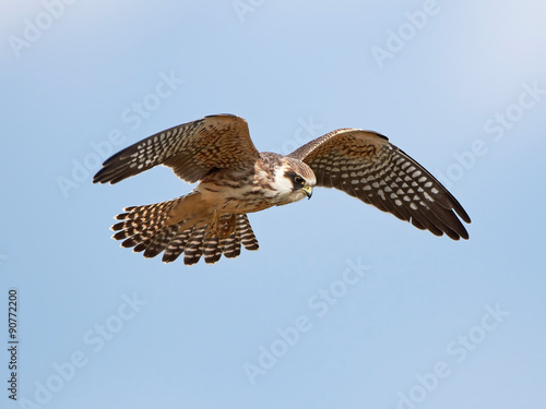 Fotomural Red-footed falcon (Falco vespertinus)
