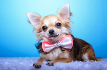 Beautiful Chihuahua Dog With Bow-tie. Animal Portrait. Chihuahua Dog In Stylish Clothes. Blue Background. Colorful Decorations. Collection Of Funny Animals