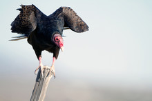 Turkey Vulture Or Buzzard Takes Flight At Dawn In Southern Arizona