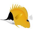 big long nose butterfly fish