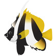 masked banner fish