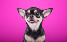 Beautiful Chihuahua Dog. Animal Portrait. Stylish Photo. Pink Background. Collection Of Funny Animals