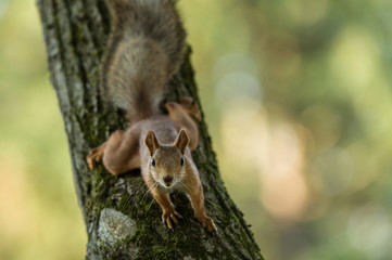 Canvas Print - red squirrel sitting on a tree and watching
