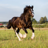 Fototapeta Konie - Black Vladimir draft horse runs gallop