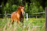 Fototapeta Konie - Red horse runs trot on the nature background