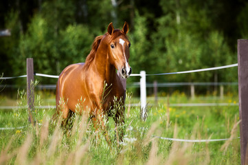 red horse runs trot on the nature background
