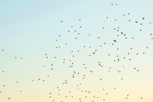 Silhouettes Of Birds In The Sky