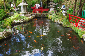 Fototapete - Lake with Koi fish in Tropical Garden Monte Palace. Funchal, Madeira, Portugal