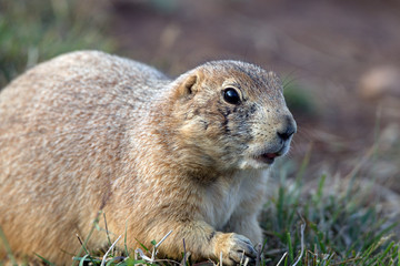 Poster - Black-tailed Prairie Dog in the Texas Panhandle