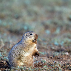 Poster - Black-tailed Prairie Dog muddy from digging in dirt in the Texas Panhandle