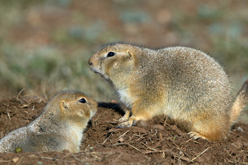 Canvas Print - Two Black-tailed Prairie Dogs outside their burrow in the Texas Panhandle