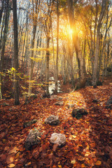 Wall Mural - Beautiful autumn forest in crimean mountains at sunset. Nature