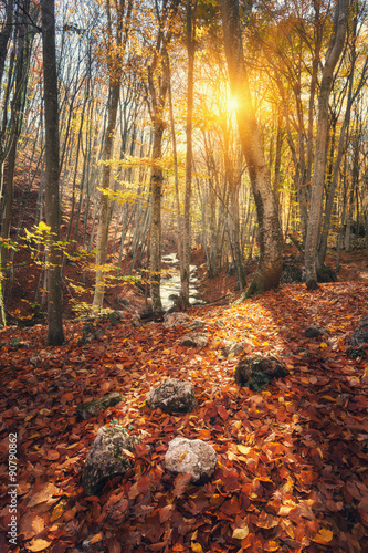 Fototapeta dla dzieci Beautiful autumn forest in crimean mountains at sunset. Nature